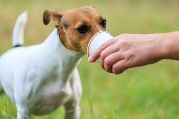 A cute Jack Russell Terrier dog drinks water from a paper cup in nature. Pet portrait with...
