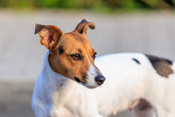 Cute Jack Russell Terrier dog on a blurred backdrop of an urban environment. Pet portrait with selective focus