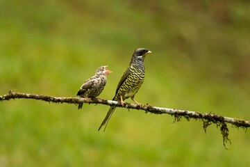 Starling and a swallowtail perched on a small tree branch in a lush green meadow