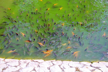 Many nile tilapia fish freshwater in pond background