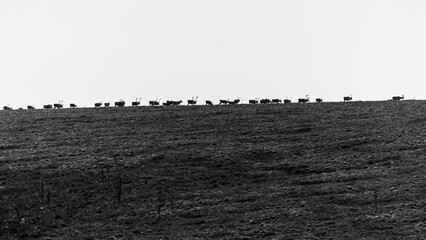 Caribou herd on horizon