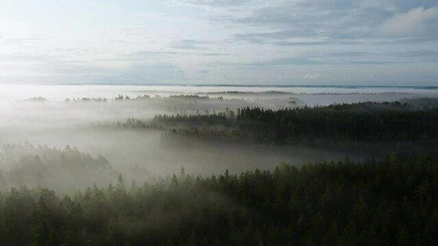 Ascending aerial view of endless, nordic woodlands covered in thick fog in Scandinavia