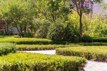 Fototapeta premium Scenic view of a winding pathway surrounded by a lush green hedge