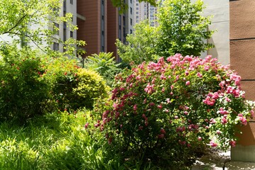 a bushy bushy in a grassy area with other plants