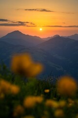 Landscape view of the sun setting over a mountain range through yellow flowers
