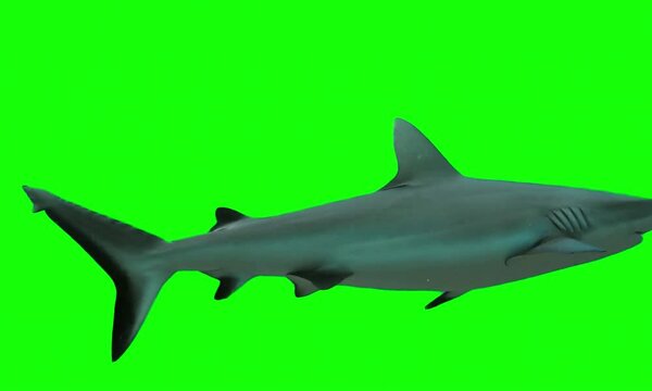 Shark Green Screen Video Very Cool