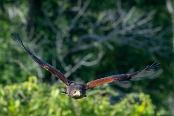 Obraz premium a bird that is flying in the sky with trees behind it