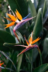 Vertical closeup shot of blooming birds-of-paradise flowers