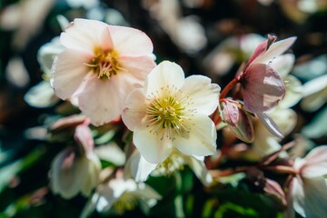 Closeup of a vibrant, white Helleborus nigers in a lush green with a blurry background