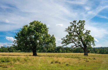 Closeup of  trees in a grassy meadow under the blue sky