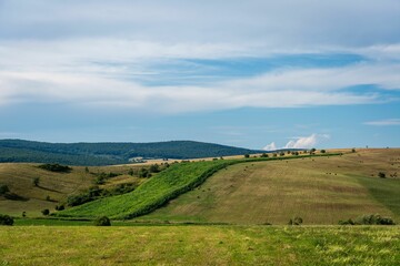 Naklejka premium Vertical shot of a lush green field under the blue sky