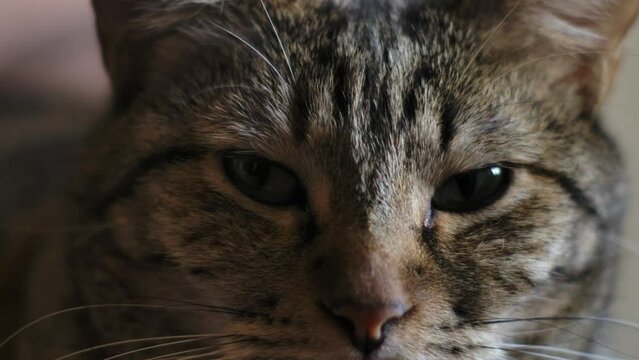 Face Of A Tabby Gray Cat. Close Up, Macro