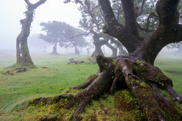 Fototapeta premium a foggy day in Fanal Forest, Madeira, Portugal