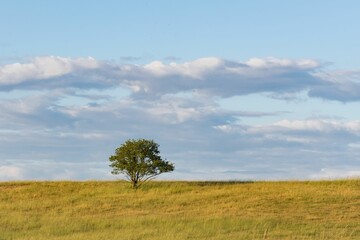 Fototapeta na wymiar an lone tree on a field against the sky with clouds