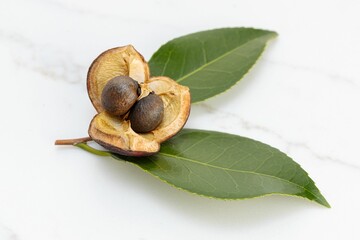 Camellia nut with seeds and leaves isolated