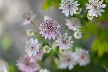 Obraz premium Bright and vibrant display of assorted Astrantia flowers blooming amongst the foliage