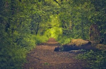Fototapeta premium Picturesque running trail in a lush forest of green trees