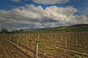 Fototapeta na wymiar Idyllic scene of an aged vineyard with a grassy field and a cloudy sky