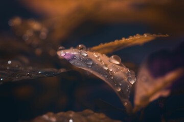 Close-up of water droplets sitting atop foliage, creating a unique and captivating visual
