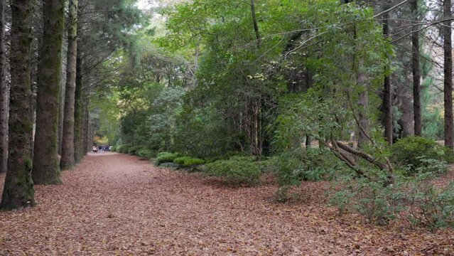 Calm forest with big green trees during the daytime