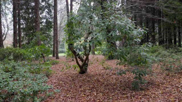 Calm forest with big green trees during the daytime