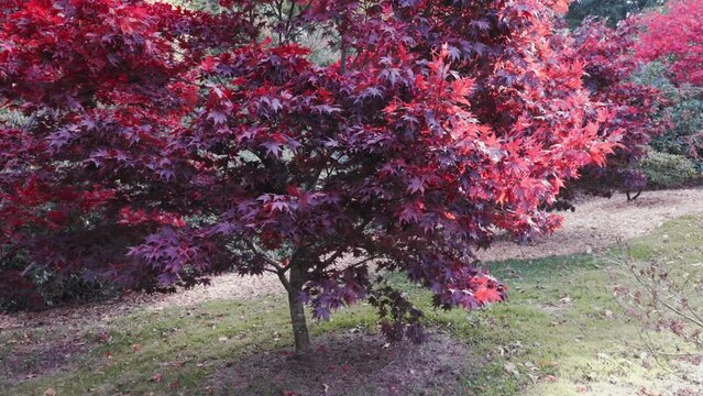 Red maple trees (Acer rubrum) with red foliage growing in the park