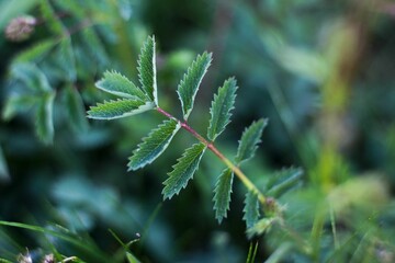 Close-up of vibrant green leaves growing against a soft blurred background