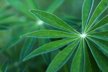 Close-up of green large-leaved lupine plants