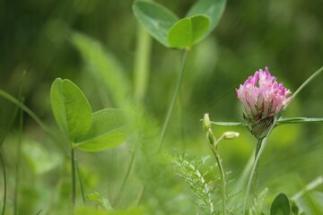 Close-up of a pastel pink clover about to bloom