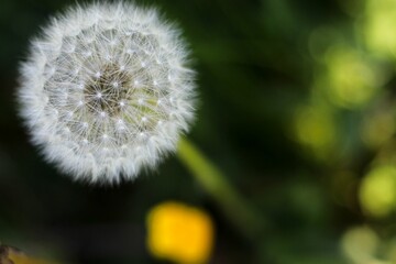 Macro view of a white dandelion growing against a soft blurred background