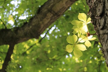 Fototapeta premium Low-angle view of a tree branch against a backdrop of vibrant green foliage