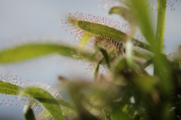Naklejka premium Close-up of Drosera capensis plants growing against a soft blurred background