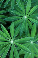 Vertical close-up of green large-leaved lupine plants