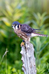 Vertical selective focus shot of an american kestrel bird perched on a wooden stump