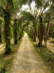 a narrow dirt path going through the forest with palm trees