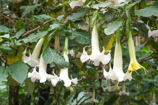 White Angel's Trumpet Flowers