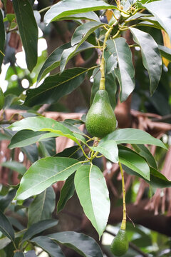 Ugandan Avocado Fruit on the Tree