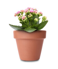 Naklejka na ściany i meble Beautiful kalanchoe in terracotta flower pot isolated on white