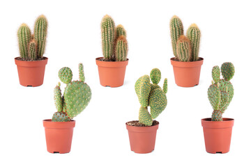 Green cacti in pots isolated on white, collection
