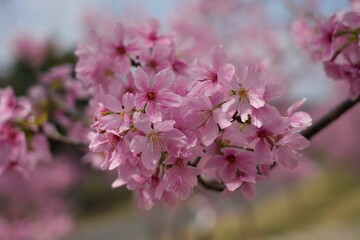 Fototapeta premium Vibrant pink flowers of cherry blossom in the garden