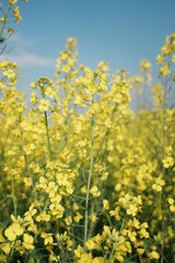 Mustard plant with yellow flowers in full bloom  against a bright blue sky
