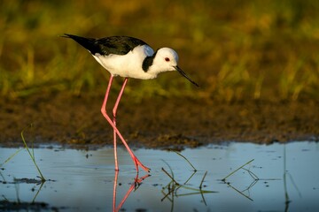 White-headed stilt standing in the shallow waters of a tranquil pond.