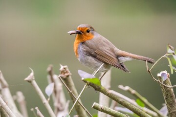 Obraz premium Small Robin perched atop a thin tree branch in an outdoor setting