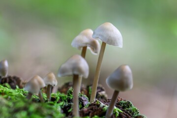 Close-up view of a patch of small  Death cap mushrooms growing from the mossy ground