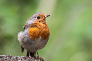 Fototapeta premium Robin perched atop a wooden log, atop a tree in a natural setting