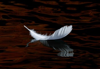 White feather floating in a body of water with brown and black ripples.