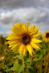 Fototapeta premium yellow sunflower stands in the center of a lush green field, illuminated by the light of the sun