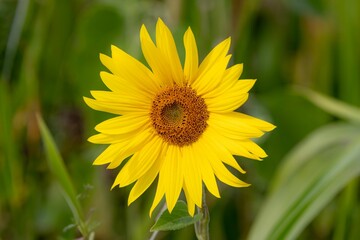 yellow sunflower stands in the center of a lush green field, illuminated by the light of the sun