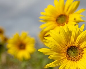 yellow sunflower stands in the center of a lush green field, illuminated by the light of the sun