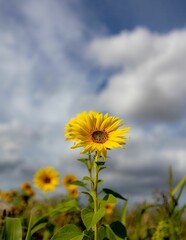 yellow sunflower stands in the center of a lush green field, illuminated by the light of the sun